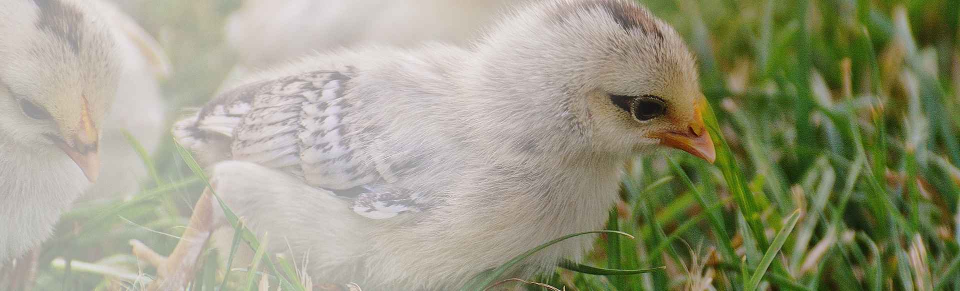 التغذية الحيوانية