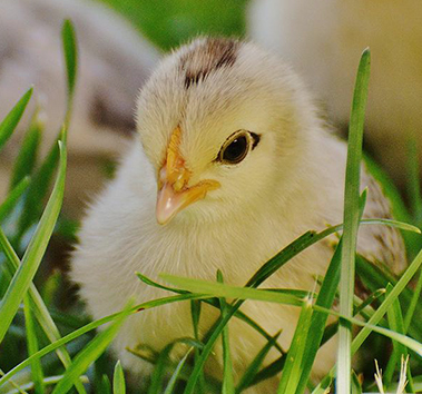 التغذية الحيوانية