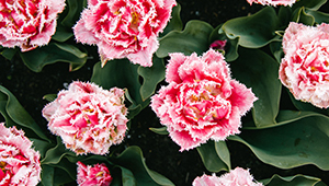 سيتريال أسيتات