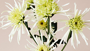 أسيتات جيرانيل 60