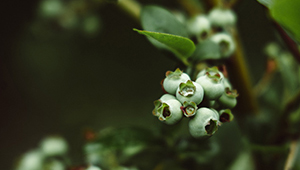 نيريل أسيتات