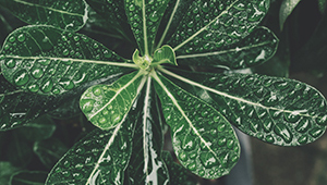 رباعي هيدرو لينالول