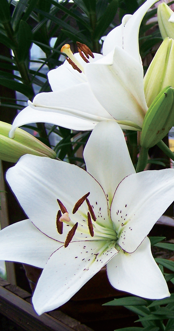 ميثيل ايونون