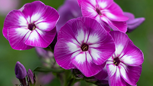 بيتا أيونون