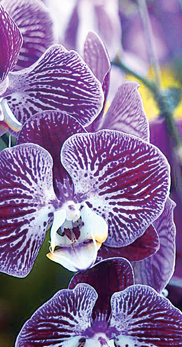 بيتا أيونون