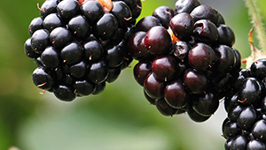 أيزوميثيل أيونون