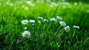 هيدروكسي سيترونيلال