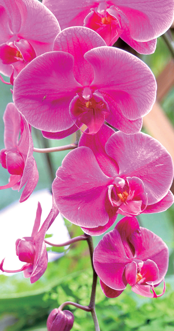 هيدروكسي سيترونيلال