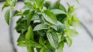 ليناليل اسيتات