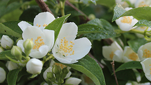 رباعي هيدرو لينالول