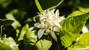 ميثيل ديهيدروجاسمونات