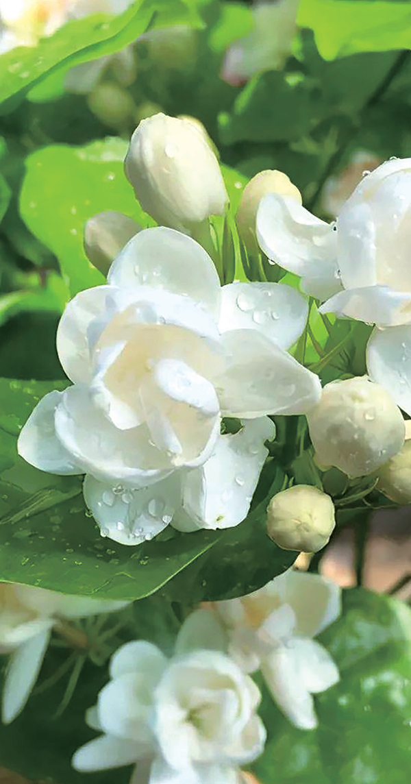 ميثيل ديهيدروجاسمونات