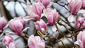 سيترونيلال