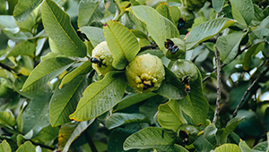 عطر سيس-3-هيكسانول أسيتات