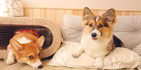 تربية الحيوانات الأليفة