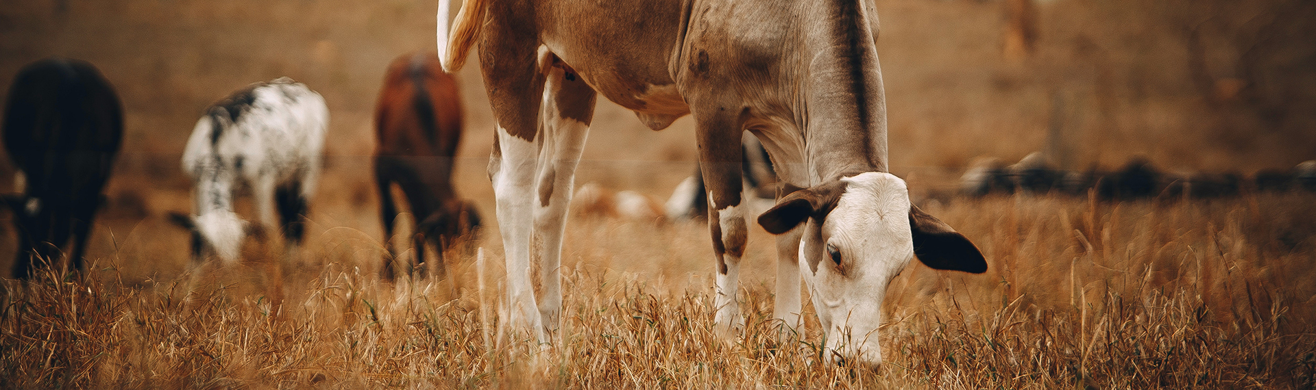 التغذية الحيوانية