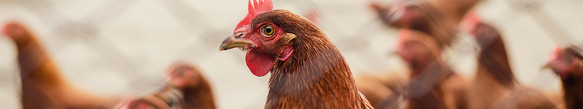 تربية الدواجن