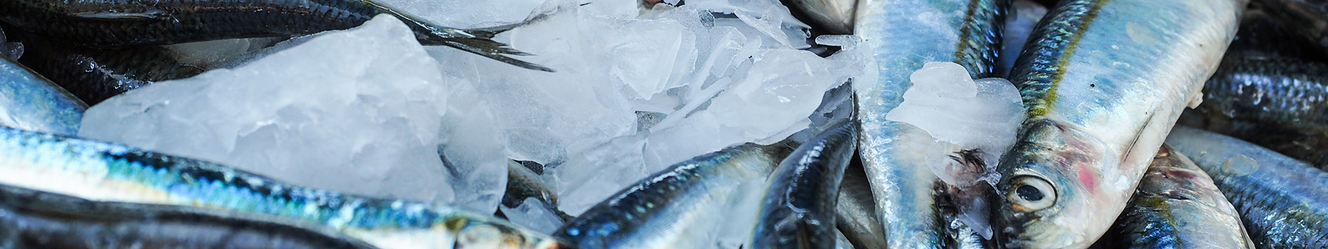 تربية الأحياء المائية